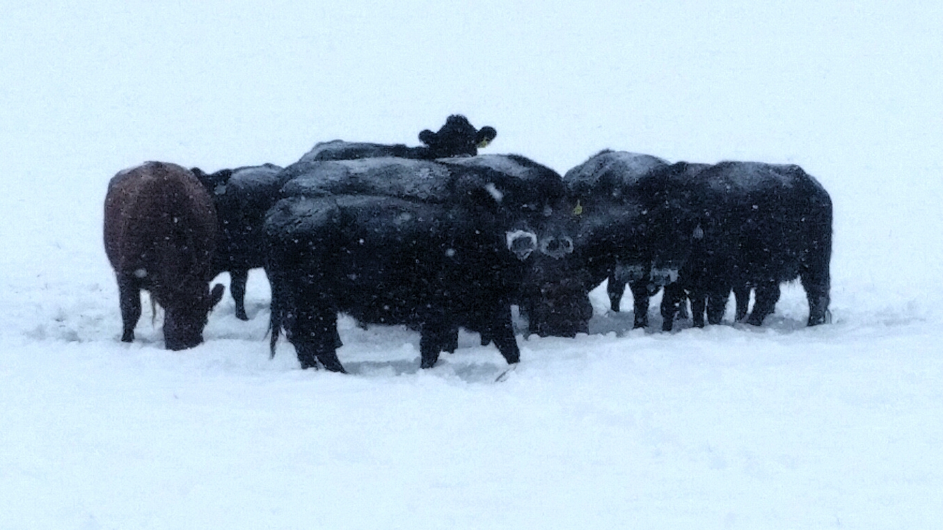 Aberdeens in -20C